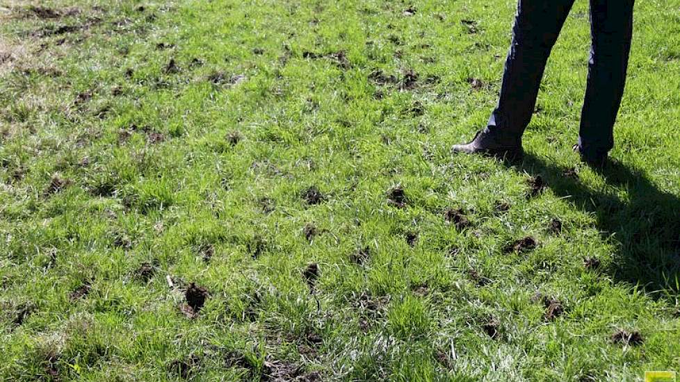 Aanwezigheid van lucht, vocht en warmte in de bodem is van cruciaal belang. Bij gebrek aan één van deze voorwaarden “kun je bemesten wat je wilt, maar het zal nauwelijks rendement opleveren”, spreekt Sjon de Leeuw van PPP Agro Advies. Op de foto het resul