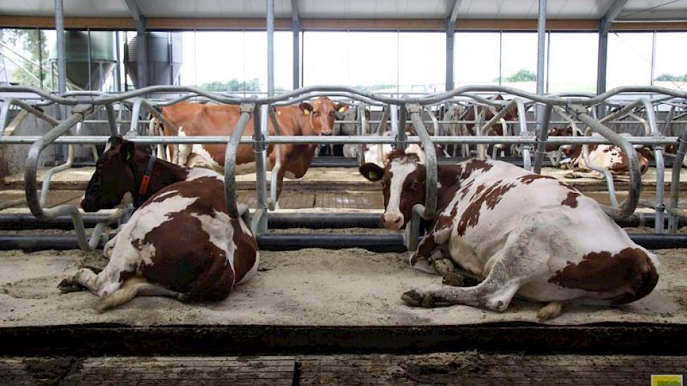 Het gaan liggen in de boxen ging niet helemaal goed vanaf de eerste dag in de nieuwe stal; de dieren gingen nog wel ‘ns scheef liggen.