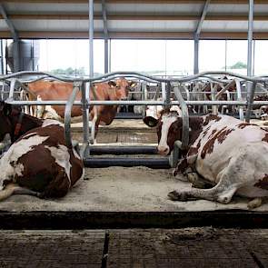 Het gaan liggen in de boxen ging niet helemaal goed vanaf de eerste dag in de nieuwe stal; de dieren gingen nog wel ‘ns scheef liggen.