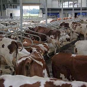 De oude stal zat tjokvol en de jongveeschuur was hard aan vernieuwing toe. Op het moment gaan er precies honderd koeien door de twee melkrobots van DeLaval. De investering is gedaan met het oog op lichte groei. De 135 koeien waaraan de stal plaats kan bie