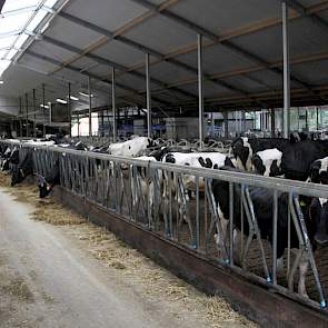 Een nieuw gebouwde ligboxenstal vast aan de oude, verrees vorig jaar in Arriën tussen Ommen en Hardenberg. Melkveehouder Albert Dankelman heeft vanaf november reeds vier nieuwe melkrobots in gebruik.