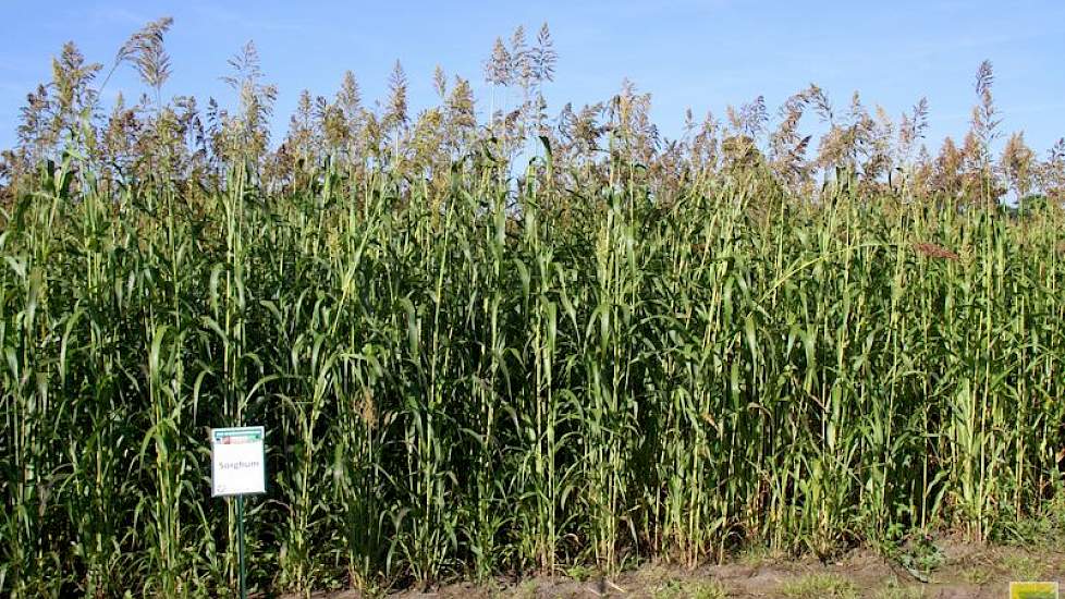 Sorghum wordt net als voederbieten en soja gezien als een derde gewas, dat ook de plaats van snijmais in het rantsoen kan innemen.