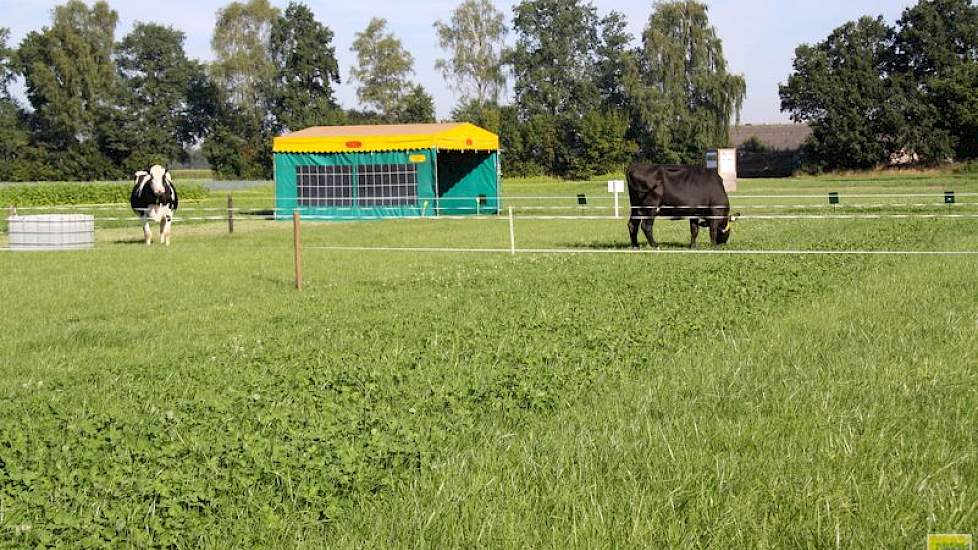 Gras/klaver wordt het best beweid. Twee koeien doen beweidingsproeven.