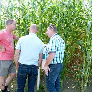 Het gewas lijkt veel op maïs zonder kolf. De voederwaarde moet daarom met name uit de plant komen, die met ongeveer 17 procent vooral meer suiker en met 12 tot 14 procent, ook meer eiwit bevat dan snijmaïs.