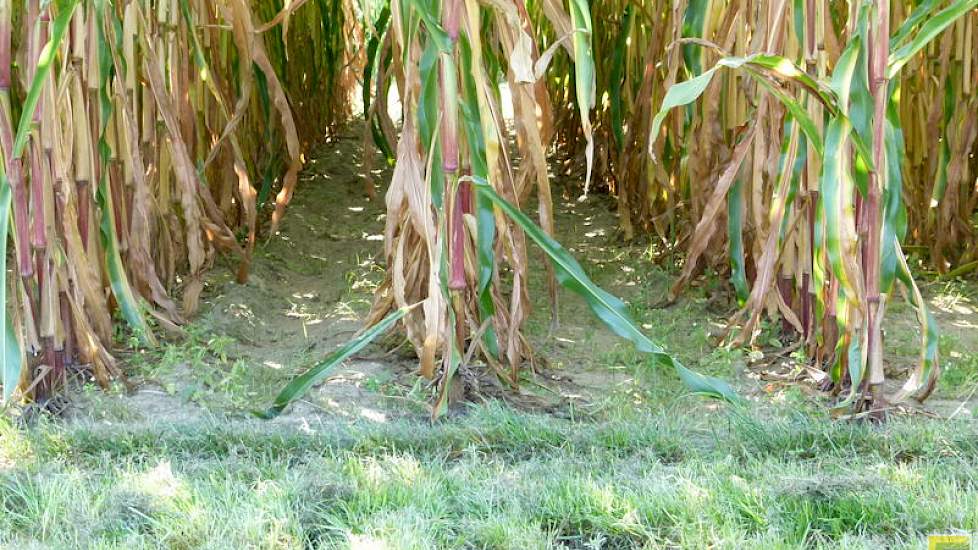 Grasonderzaai in snijmaïs, is de laatste jaren ook in opgang. Dit moet uitspoeling van nutriënten voorkomen en eventueel de draagkracht verbeteren. Dit jaar is er 2 mei maïs gezaaid en 10 juni de onderzaai. Dit is duidelijk te laat, gezien de geringe hoev