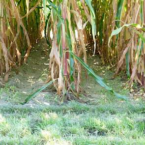 Grasonderzaai in snijmaïs, is de laatste jaren ook in opgang. Dit moet uitspoeling van nutriënten voorkomen en eventueel de draagkracht verbeteren. Dit jaar is er 2 mei maïs gezaaid en 10 juni de onderzaai. Dit is duidelijk te laat, gezien de geringe hoev