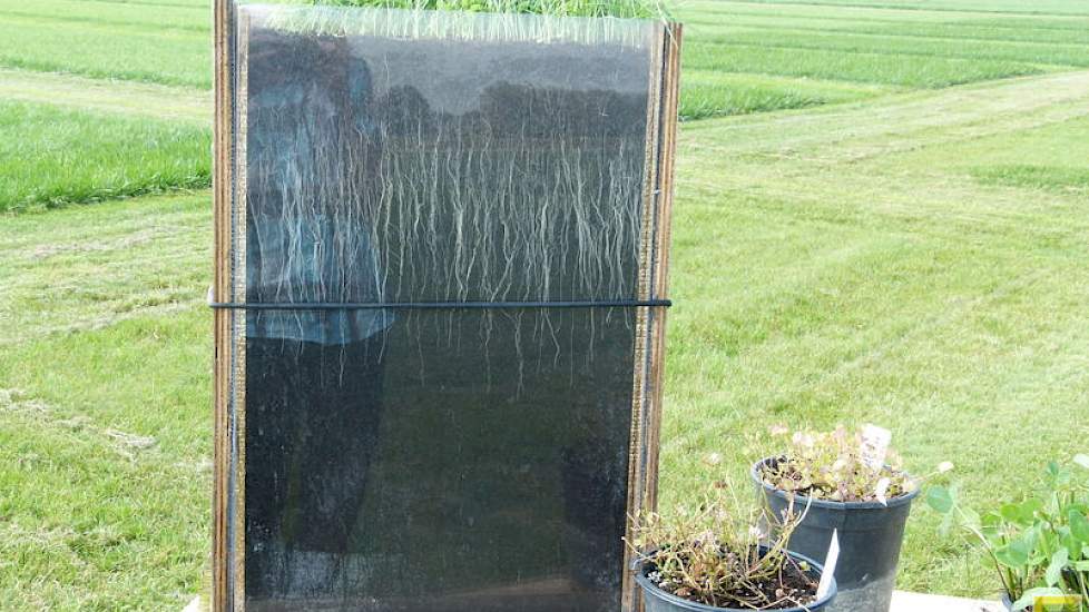 Achter glas is duidelijk zichtbaar wat bepaalde grassen onder de grond aan wortelstelsel kunnen ontwikkelen.