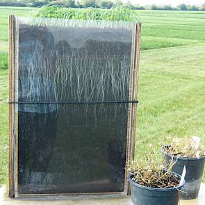 Achter glas is duidelijk zichtbaar wat bepaalde grassen onder de grond aan wortelstelsel kunnen ontwikkelen.