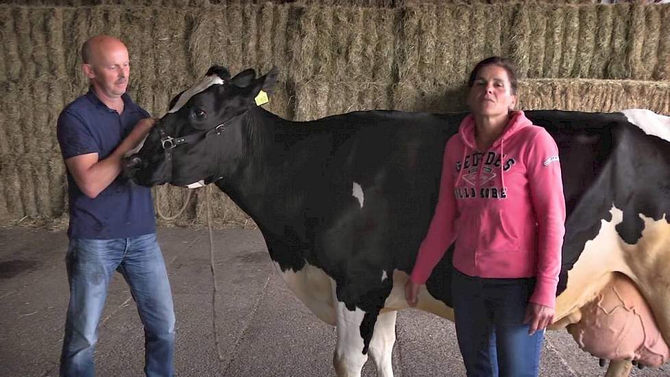 Willemien 112 van Fam. Van der Meer uit Nieuw-Buinen (DR) - www.melkvee.nl: Beste Boerenkoe 2016