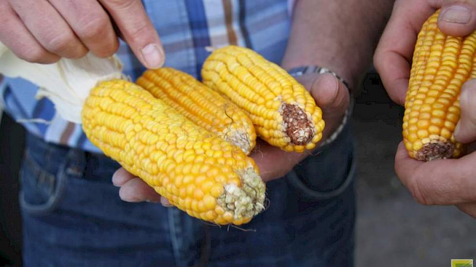 De Agrowin vertegenwoordiger laat de verschillen in de vijf te oogsten rassen van Luesink zien. De linkse kolf is er een van het ras Agropolis die volgens hem dit en vorig jaar tot wel 60 ton opbrengt. Dat is volgens hem toch al gauw 10 procent meer dan d