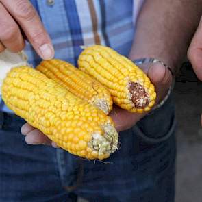 De Agrowin vertegenwoordiger laat de verschillen in de vijf te oogsten rassen van Luesink zien. De linkse kolf is er een van het ras Agropolis die volgens hem dit en vorig jaar tot wel 60 ton opbrengt. Dat is volgens hem toch al gauw 10 procent meer dan d