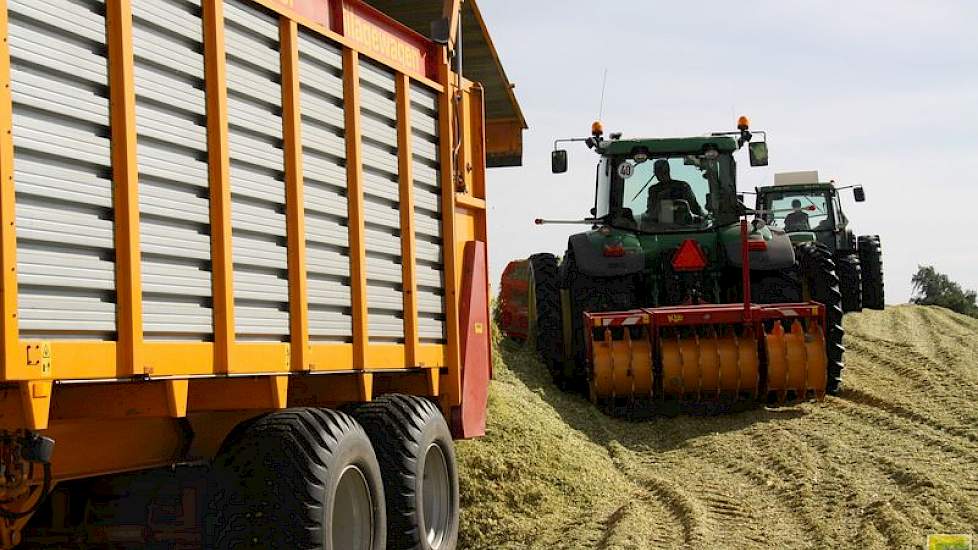 De verschillen per ras in de verse mais zijn groot, maar na fermentatie zullen ook de harde glazige korrels goed verteerbaar zijn, laat een medewerker van Agrowin weten. Het bedrijf is toeleverancier in met name Oost-Nederland en leverde al het zaaizaad b