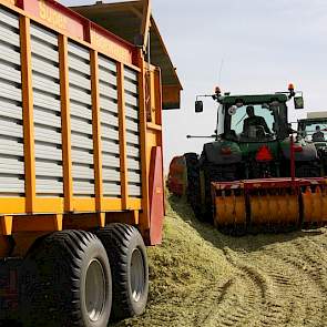 De verschillen per ras in de verse mais zijn groot, maar na fermentatie zullen ook de harde glazige korrels goed verteerbaar zijn, laat een medewerker van Agrowin weten. Het bedrijf is toeleverancier in met name Oost-Nederland en leverde al het zaaizaad b