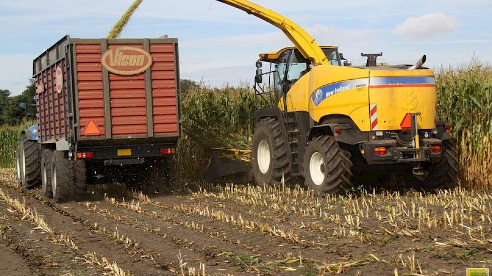 Door het erg natte voorjaar kun je met de huidige droogte duidelijk verschillen zien in rassen, laten verschillende boeren weten. De rassen die het meest te lijden hadden van de nattigheid, hebben rotte wortels of minder goede steunwortels en lijden nu he