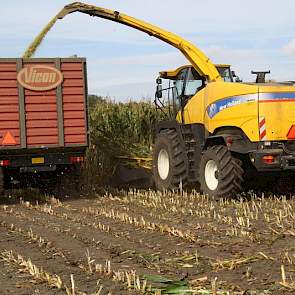 Door het erg natte voorjaar kun je met de huidige droogte duidelijk verschillen zien in rassen, laten verschillende boeren weten. De rassen die het meest te lijden hadden van de nattigheid, hebben rotte wortels of minder goede steunwortels en lijden nu he