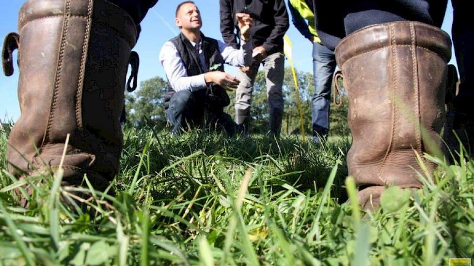 In een stuk dat alleen is gewiedegd, en niet werd doorgezaaid, staat wel veel Engels raaigras. Hoe kan dit? Het is korter afgeweid afgelopen week (‘want lekkerder’). Een conclusie is dus dat een hogere begrazingsdruk samen met alleen wiedeggen, gunstig is