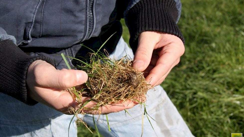 Op de laatste stroken is er geen verschil zichtbaar tussen eggen en zaaien, en eggen-zaaien-eggen. “Na doorzaai is het altijd goed om te beweiden zodat de concurrentie voor het zaad niet te groot is”, weet PPP. “En nu?” De Leeuw geeft het algemene advies