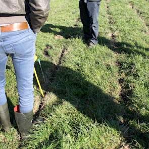 De stroken die zijn bewerkt met woelers en cultivators zijn moeilijker te doorgronden met de prikstok (visiteren) dan 6 weken geleden. De bouwvoor is dan ook veel droger wat wel weer zorgt voor meer draagkracht.