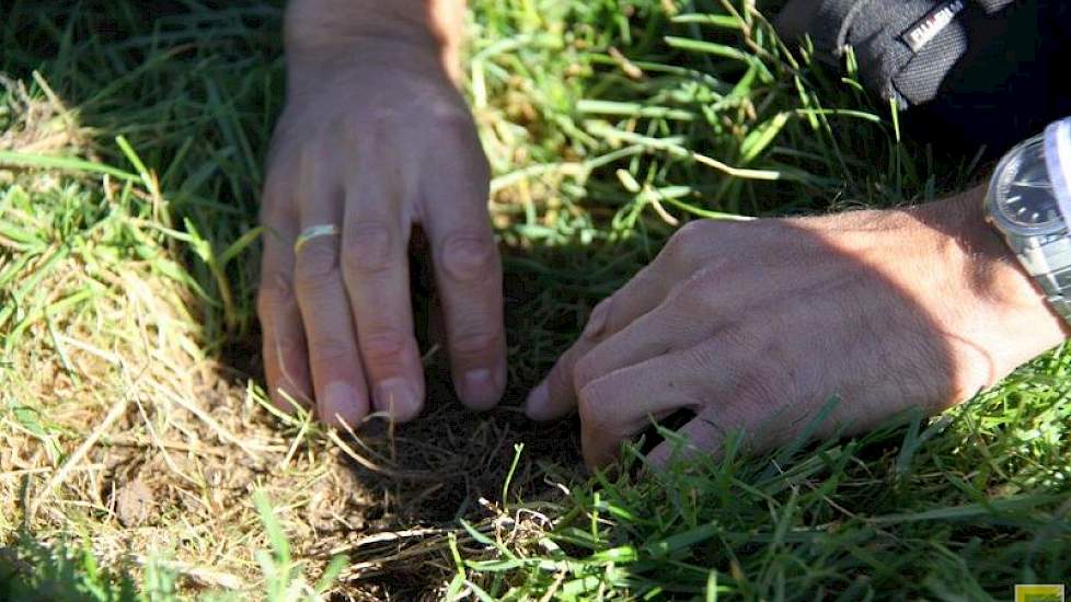 De stroken waarop graslandverzorgingsmachines hun best deden, met een combinatie van eggen, beluchten en doorzaaien, zien er niet heel anders uit dan die waarop alleen geëgd is. Zes weken geleden al vonden melkveehouders het gras eigenlijk te lang om goed