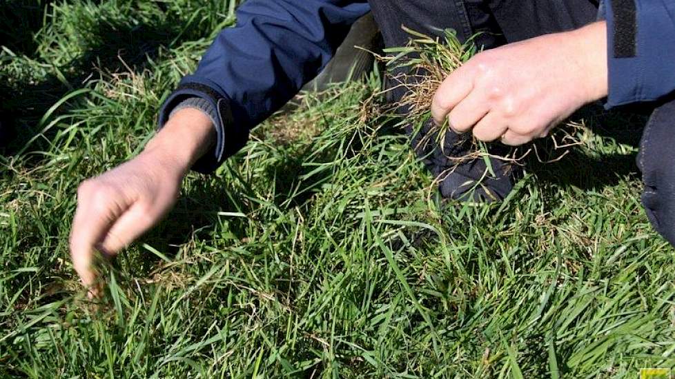 Het lostrekken van gras met de hand gaat te gemakkelijk; de wortels zijn niet best; het gras woekert en het gaat hier dan ook met name om ruwbeemd. De strook is niet gewiedegd; na lang zoeken is nieuw gras zichtbaar, maar het zaadhulsje zit er nog aan. He