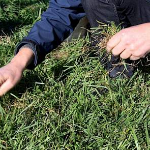 Het lostrekken van gras met de hand gaat te gemakkelijk; de wortels zijn niet best; het gras woekert en het gaat hier dan ook met name om ruwbeemd. De strook is niet gewiedegd; na lang zoeken is nieuw gras zichtbaar, maar het zaadhulsje zit er nog aan. He