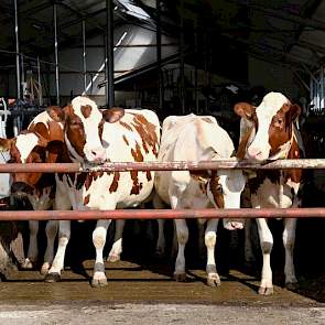 De koeien gaan van april tot november naar buiten. De familie is groot voorstander van weidegang. Naast dat ze het voor de dieren prettig vinden, zien ze dat het ook goed is voor het imago van hun bedrijf. „In het voorjaar organiseert de oranjevereniging