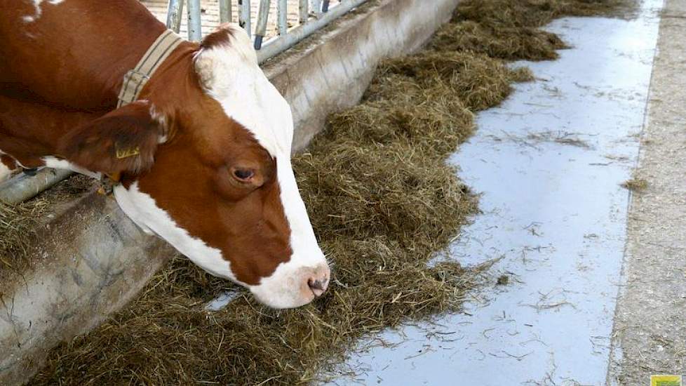 Het rantsoen is simpel. Van het ruwvoerrantsoen bestaat 60  procent uit gras (kuil of hooi), 40 procent bestaat uit mais van eigen bodem. Daarbij krijgen de koeien eiwit- en productiebrok. Anderhalf kilo eiwitbrok en tot 10,5 kilo productiebrok in drie vo