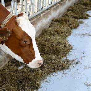 Het rantsoen is simpel. Van het ruwvoerrantsoen bestaat 60  procent uit gras (kuil of hooi), 40 procent bestaat uit mais van eigen bodem. Daarbij krijgen de koeien eiwit- en productiebrok. Anderhalf kilo eiwitbrok en tot 10,5 kilo productiebrok in drie vo