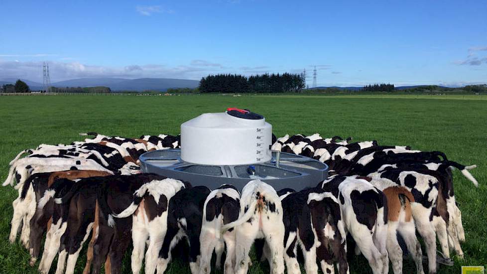 De kalveren krijgen zure melk totdat ze ongeveer 10 weken oud zijn. Abe: „We laten die melk zuur worden, zo kan het tot een maand worden opgeslagen. Mits dagelijks geroerd. De kalveren gaan zo snel mogelijk naar buiten in groepen van 60. Daar krijgen ze m