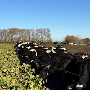 De koeien die niet op stal komen blijven jaarrond buiten en vreten voornamelijk bladkool, stoppelknollen of voederbieten. Abe: „Als er nog sneeuw op de bergen ligt is het koud, maar de koeien kunnen dit prima aan. Ze zijn het gewend”.