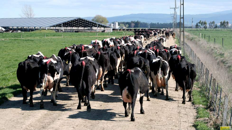 Eind oktober wordt weer begonnen met insemineren (zeven weken KI en zeven weken met natuurlijk dekkende stieren zodat alle koeien vier kansen krijgen). Rond oud en nieuw zijn alle koeien weer drachtig. Tochtige koeien worden gevonden door ‘tailpaint’ (ver