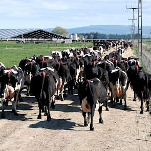 Eind oktober wordt weer begonnen met insemineren (zeven weken KI en zeven weken met natuurlijk dekkende stieren zodat alle koeien vier kansen krijgen). Rond oud en nieuw zijn alle koeien weer drachtig. Tochtige koeien worden gevonden door ‘tailpaint’ (ver