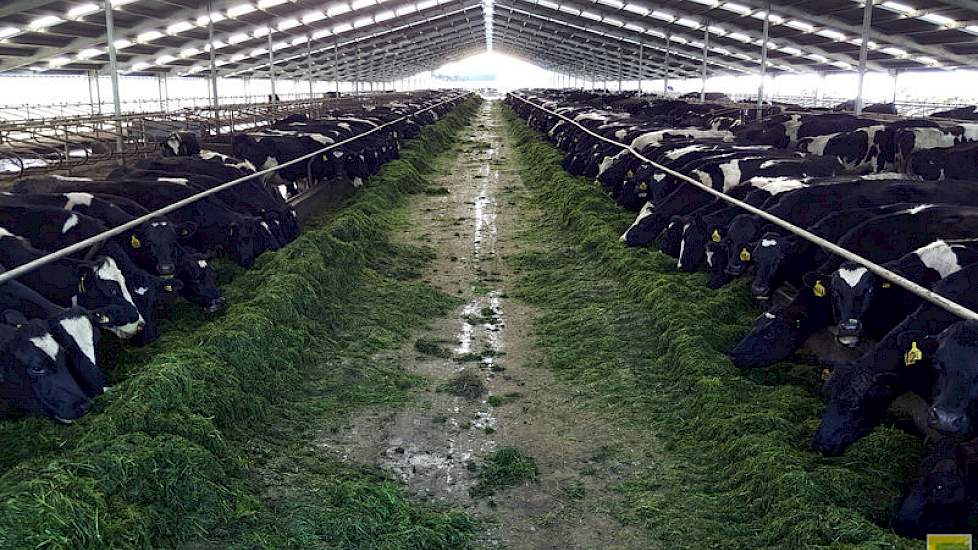 Op Woldwide Farms worden ongeveer de helft van de koeien in ligboxstallen gehuisvest.