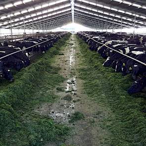 Op Woldwide Farms worden ongeveer de helft van de koeien in ligboxstallen gehuisvest.