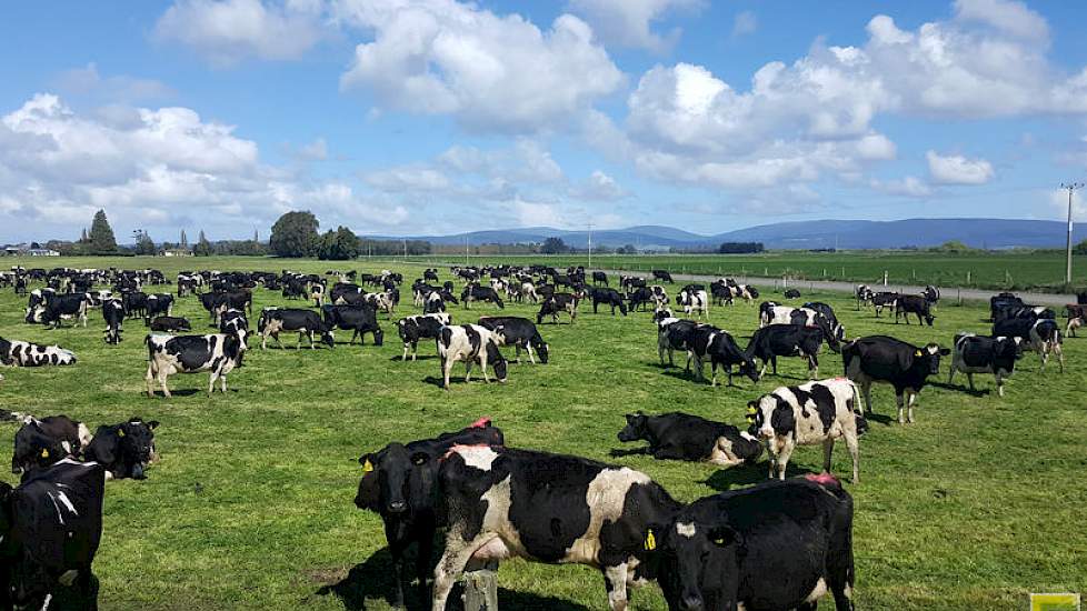 De koeien grazen in groepen van 300 tot 450 dieren.