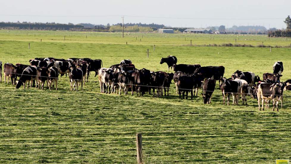 Zodra alle koeien afgekalfd hebben is de behoefte 50 kilo droge stof per hectare. Het duurt wel tot begin oktober voordat er meer groeit dan er wordt op gegeten.