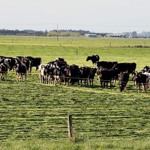 Zodra alle koeien afgekalfd hebben is de behoefte 50 kilo droge stof per hectare. Het duurt wel tot begin oktober voordat er meer groeit dan er wordt op gegeten.