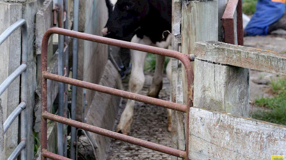 Als de kalveren minimaal 90 kilo wegen gaan ze van de melk af en verhuizen ze naar Woldwide Runoff. Dit is een boerderij speciaal voor de jongvee opfok. De kalveren blijven hier totdat ze twee jaar oude vaarzen zijn en voor het eerst gaan afkalven.