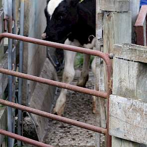 Als de kalveren minimaal 90 kilo wegen gaan ze van de melk af en verhuizen ze naar Woldwide Runoff. Dit is een boerderij speciaal voor de jongvee opfok. De kalveren blijven hier totdat ze twee jaar oude vaarzen zijn en voor het eerst gaan afkalven.