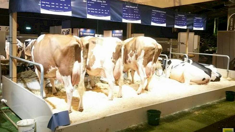 Bij Masterrind kon een indruk worden verkregen van hoe de dochters van Jotan Red (Jordan Red x Durham) over de jaren uitzwaren. Op de stand stonden drie zware Jotans van het bedrijf van Jan Steegink uit Okkenbroek. Daarnaast was er een dochter van Poppe S