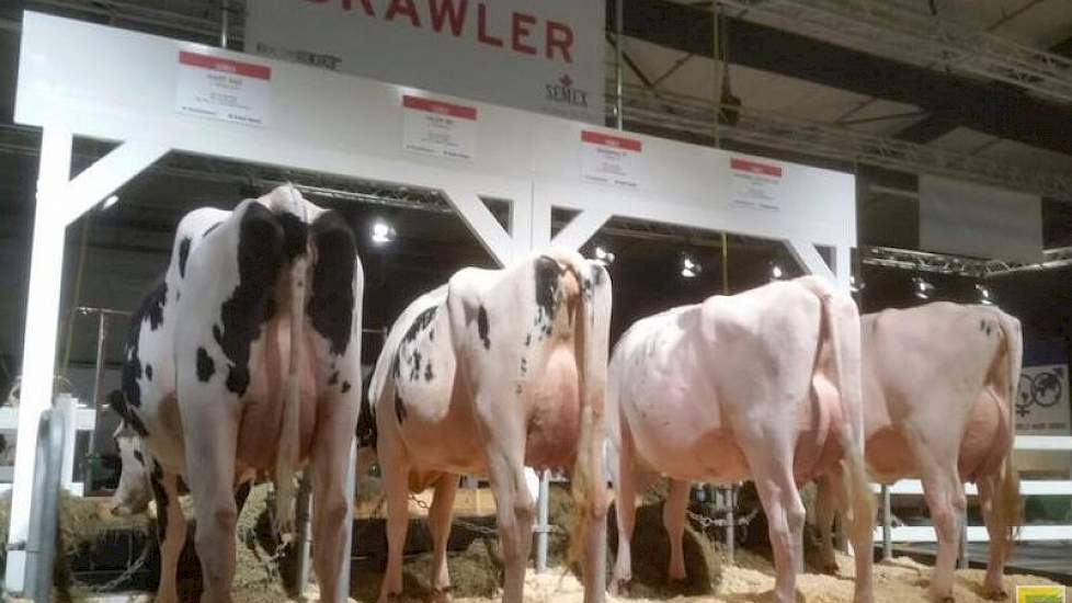 Semex koos ervoor om vier dochters te tonen van Gen-I-Beq Brawler (Baxter x Shottle). Dieren met een duidelijk andere opdruk dan Red Cliff en Big Malki. De Brawlers zijn grootramig en duidelijk meer van het showtype. Het ontbrak de groep wat aan uniformit