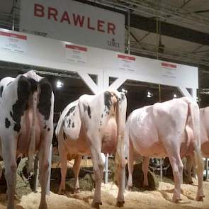 Semex koos ervoor om vier dochters te tonen van Gen-I-Beq Brawler (Baxter x Shottle). Dieren met een duidelijk andere opdruk dan Red Cliff en Big Malki. De Brawlers zijn grootramig en duidelijk meer van het showtype. Het ontbrak de groep wat aan uniformit