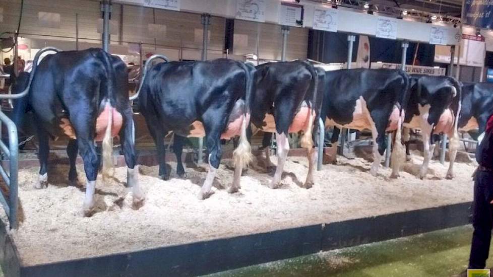 Ook KI Samen had zes dochters van één stier op de stand staan. De dochtergroep van deze Big Malki (Maik x Jorryn) waren opvallend uniform. De zwarte, compacte vaarzen beschikken over een evenredige lichaamsbouw en hebben geen storende fouten. Naar de eers