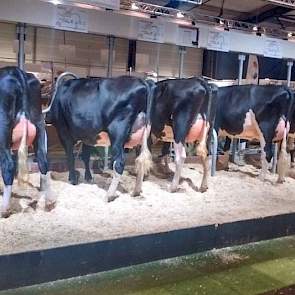 Ook KI Samen had zes dochters van één stier op de stand staan. De dochtergroep van deze Big Malki (Maik x Jorryn) waren opvallend uniform. De zwarte, compacte vaarzen beschikken over een evenredige lichaamsbouw en hebben geen storende fouten. Naar de eers