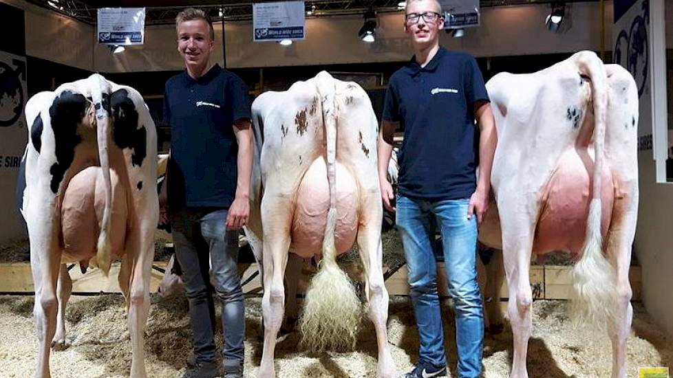 WWS presenteerde een drietal dochters van Gen-I-Beq Aikman (Snowman x Baxter). Drie uitstekend geuierde dieren, waarvan één wat robuuster en twee wat meer naar het showtype neigden. De dieren mochten iets sterker in de bovenbouw.