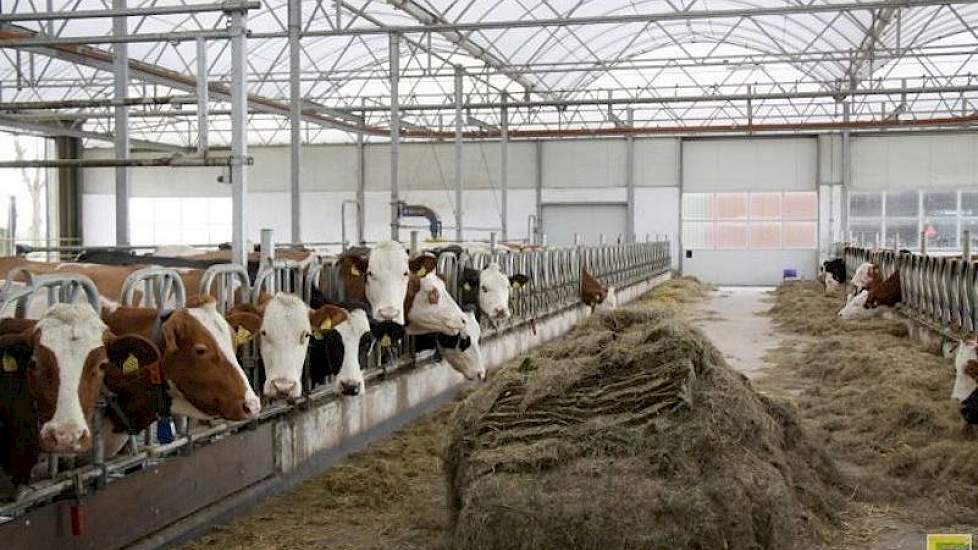 Van der Kroon voert de koeien (vrijwel) alleen gras. Bij een deel van dat gras is een kruidenmengsel ingezaaid. Goed voor de weidevogels en voor de gezondheid van de koe, volgens Joost van der Kroon.