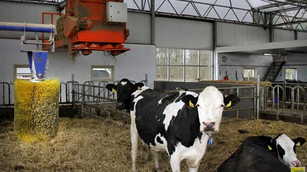 Zowel de droge koeien als de melkkoeien hebben de beschikking over een koeborstel.