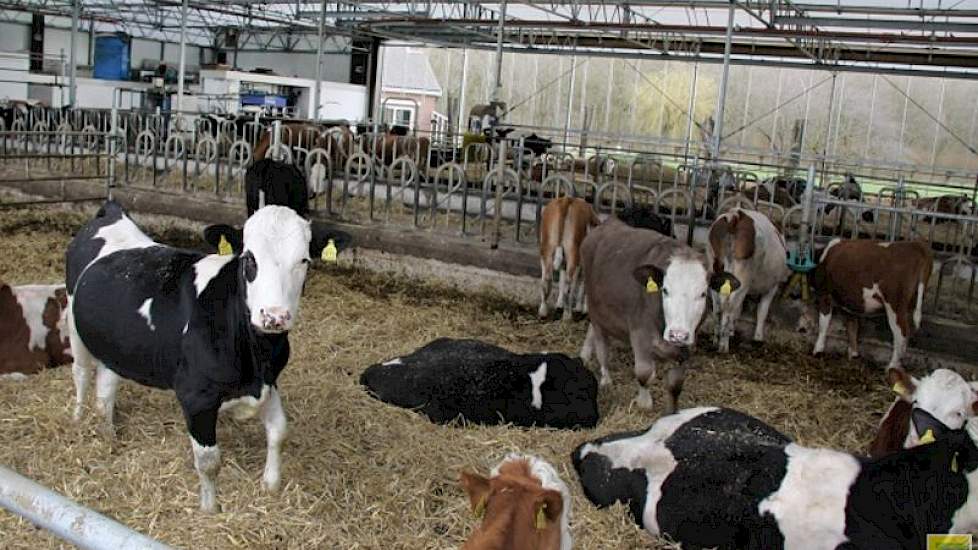 Zo'n tien jaar geleden schakelde het bedrijf over van Holstein naar Fleckvieh. De eerste 100% Fleckvieh-runderen zijn aan de melk, maar de zwarte Holsteinkleur is bij veel dieren nog steeds zichtbaar.