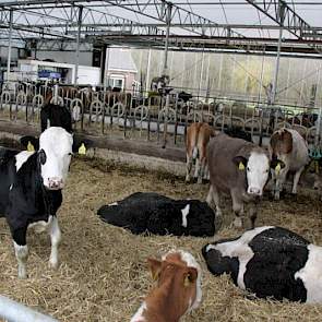 Zo'n tien jaar geleden schakelde het bedrijf over van Holstein naar Fleckvieh. De eerste 100% Fleckvieh-runderen zijn aan de melk, maar de zwarte Holsteinkleur is bij veel dieren nog steeds zichtbaar.