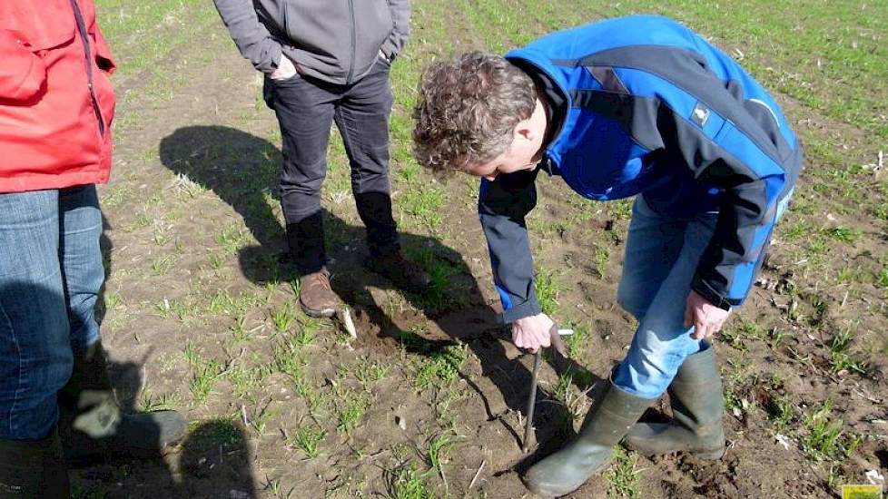 Op het land zelf prikt Reijneveld met een prikstok op meerdere plekken van het perceel om de kwaliteit van de grond te beoordelen.